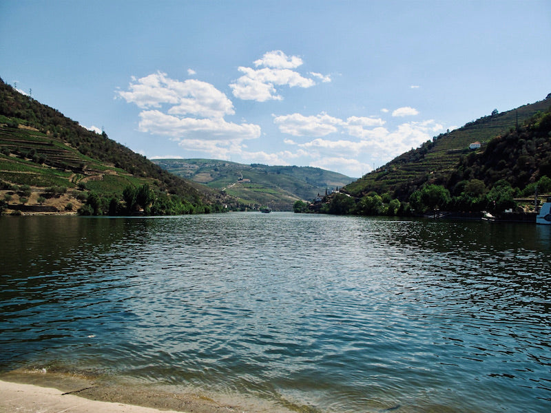 Terrasses du Douro avec vignobles et oliviers en automne, au nord du Portugal