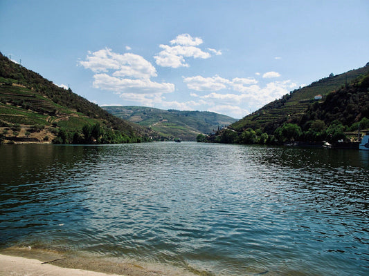 Terrasses du Douro avec vignobles et oliviers en automne, au nord du Portugal