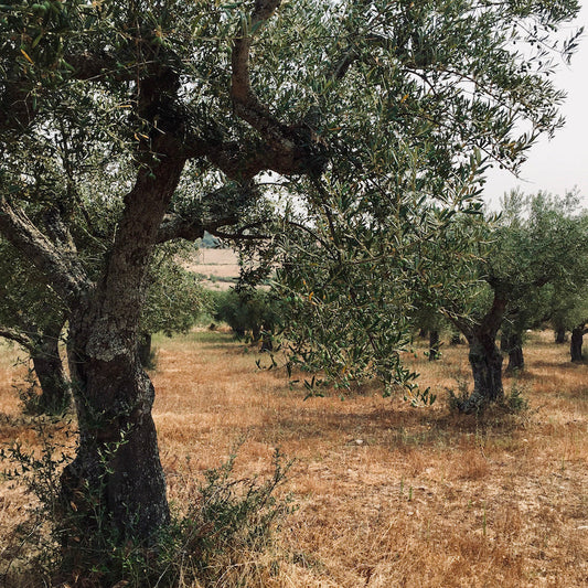 De l’olivier à votre table : la récolte familiale
